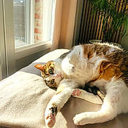Mia a rejoint le concours — aidez-le/la à gagner de superbes lots ! cat, tabby_cat, indoor, sunlight, window, blanket, green_eyes, plant, relaxing, feline, paws, curtains, cozy, resting, soft, domestic_animal, pet, fur, whiskers, daylight