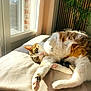 cat, tabby_cat, indoor, sunlight, window, blanket, green_eyes, plant, relaxing, feline, paws, curtains, cozy, resting, soft, domestic_animal, pet, fur, whiskers, daylight