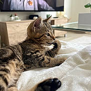 Arlo participe au concours pour gagner de l'argent avec cette photo : animal, blanket, cat, cozy, cute, fur, furniture, home, indoor, kitten, living_room, paw, pet, plant, relaxed, tabby, tail, television, white, young