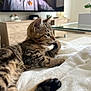 animal, blanket, cat, cozy, cute, fur, furniture, home, indoor, kitten, living_room, paw, pet, plant, relaxed, tabby, tail, television, white, young