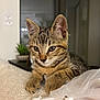 Arlo participe au concours pour gagner de l'argent avec cette photo : animal, blanket, cat, closeup, cozy, curious, cute, feline, fur, indoor, kitten, paws, pet, plant, plastic_bag, relaxed, tabby, table, whiskers, young