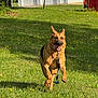 Karma joined the competition — help win amazing prizes! dog, german_shepherd, running, grass, flower, yard, sunlight, leash, person, orange_shirt, building, garage, door, tree, shadow, outdoor, nature, pet, canine, animal