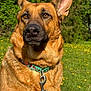 Karma is registered to the contest to win money with this photo: dog, german_shepherd, animal, pet, collar, leash, outdoor, grass, field, flower, nature, sunlight, brown, ears, portrait, muzzle, canine, alert, fur, daytime