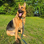 Karma joined the competition — help win amazing prizes! dog, german_shepherd, grass, flowers, outdoor, leash, sunlight, greenery, nature, pet, animal, canine, tongue_out, happy, sitting, summer, tree, field, collar, daytime