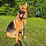 dog, german_shepherd, grass, flowers, outdoor, leash, sunlight, greenery, nature, pet, animal, canine, tongue_out, happy, sitting, summer, tree, field, collar, daytime