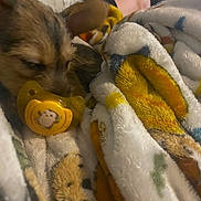 Mijo joined the competition — help win amazing prizes! puppy, dog, blanket, pacifier, yellow, sleeping, cozy, soft, animal, cute, indoors, foot, relaxing, resting, comfort, patterned_blanket, closeup, fur, nap, domestic_animal
