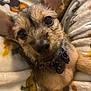 Mijo joined the competition — help win amazing prizes! puppy, dog, close_up, blanket, cute, pet, animal, fur, ears, collar, snuggling, indoor, young_dog, cozy, soft, brown_fur, black_nose, domestic_animal, companion, relaxing