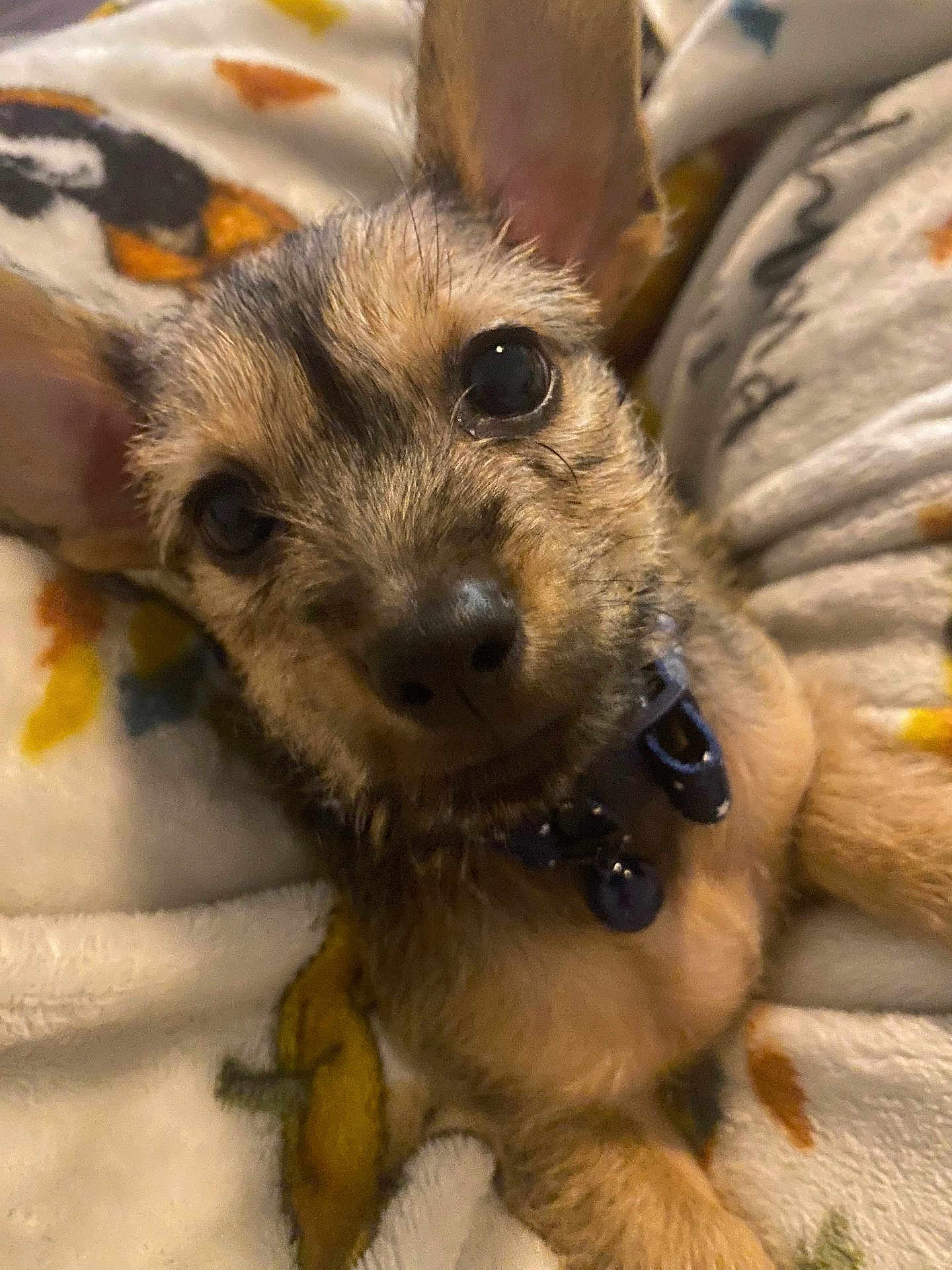Mijo joined the competition — help win amazing prizes! puppy, dog, close_up, blanket, cute, pet, animal, fur, ears, collar, snuggling, indoor, young_dog, cozy, soft, brown_fur, black_nose, domestic_animal, companion, relaxing