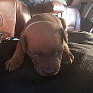 Orion joined the competition — help win amazing prizes! animal, black_surface, brown_leather_seat, car_interior, closeup, cute, dog, fur, headrest, indoors, paw, pet, puppy, resting, seatbelt, sleepy, sunlight, texture, window, young_dog