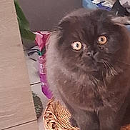 Apéro participe au concours pour gagner de l'argent avec cette photo : cat, black_cat, furry, wide_eyes, basket, indoor, pet, animal, curious, furniture, laundry, floor, domestic, cute, sitting, close_up, household, cozy, feline, fur