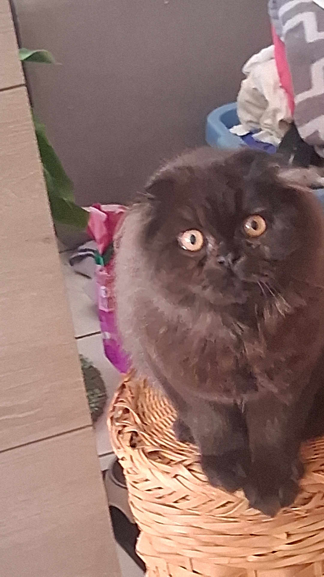 Apéro participe au concours pour gagner de l'argent avec cette photo : cat, black_cat, furry, wide_eyes, basket, indoor, pet, animal, curious, furniture, laundry, floor, domestic, cute, sitting, close_up, household, cozy, feline, fur