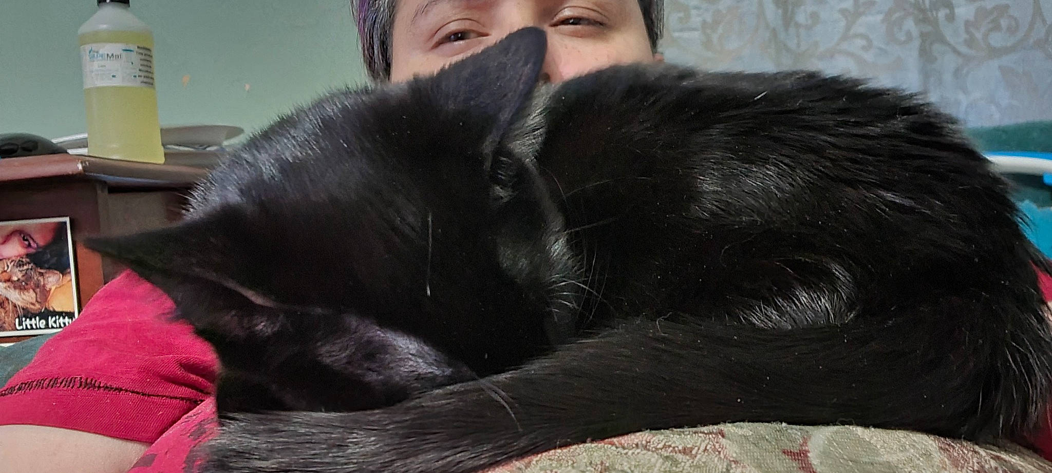 Shadow joined the competition — help win amazing prizes! canidae, carnivore, cat, claw, comfort, dog_breed, eye, felidae, fur, gesture, mammal, nap, nose, paw, sleep, small_to_medium_sized_cats, snout, sporting_group, terrestrial_animal, whiskers