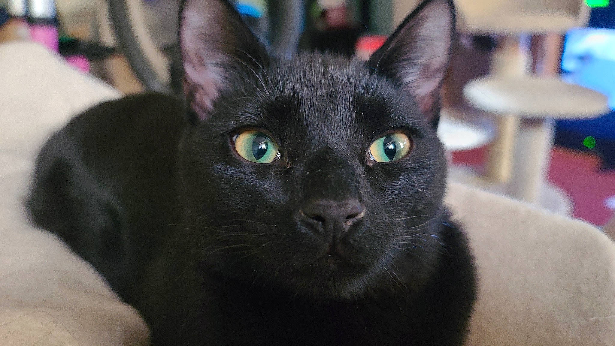 Shadow joined the competition — help win amazing prizes! black_cat, bombay, carnivore, cat, close_up, domestic_short_haired_cat, eye, felidae, fur, havana_brown, iris, small_to_medium_sized_cats, snout, whiskers