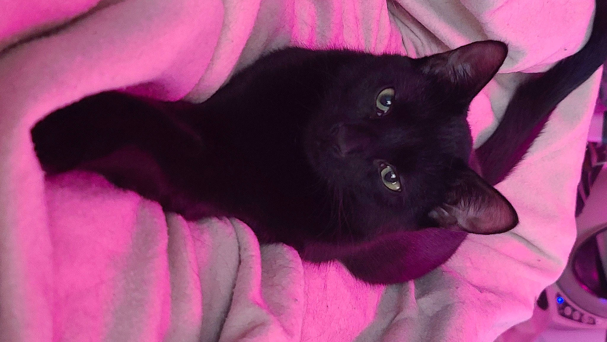 Shadow joined the competition — help win amazing prizes! black_cat, bombay, carnivore, cat, close_up, comfort, domestic_short_haired_cat, electric_blue, felidae, fur, havana_brown, magenta, pink, plant, purple, small_to_medium_sized_cats, tail, vertebrate, violet, whiskers