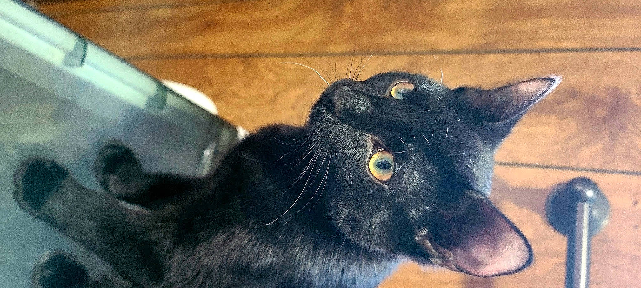 Shadow joined the competition — help win amazing prizes! black_cat, bombay, carnivore, cat, collar, dog_breed, domestic_short_haired_cat, ear, electric_blue, eye, felidae, fur, small_to_medium_sized_cats, snout, whiskers, working_animal