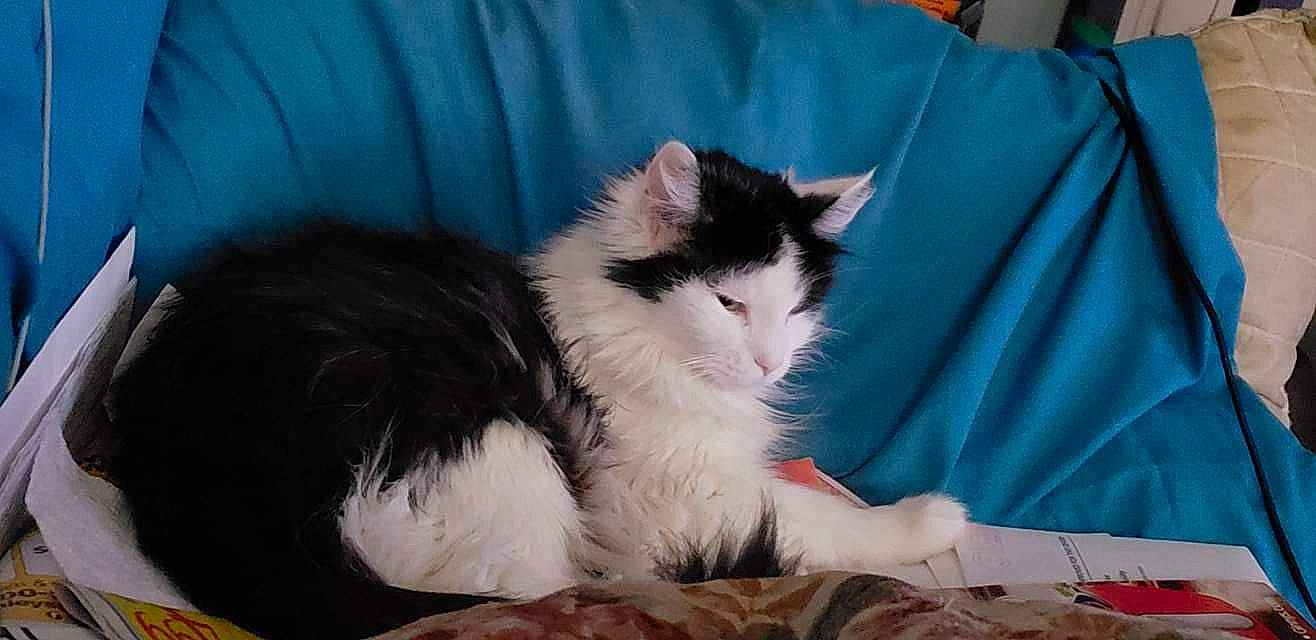 Moo Moo is registered to the contest to win money with this photo: american_curl, carnivore, cat, cymric, domestic_long_haired_cat, ear, eye, facial_expression, felidae, fur, iris, kitten, mammal, napoleon_cat, norwegian_forest_cat, ragamuffin, small_to_medium_sized_cats, snapshot, vertebrate, whiskers