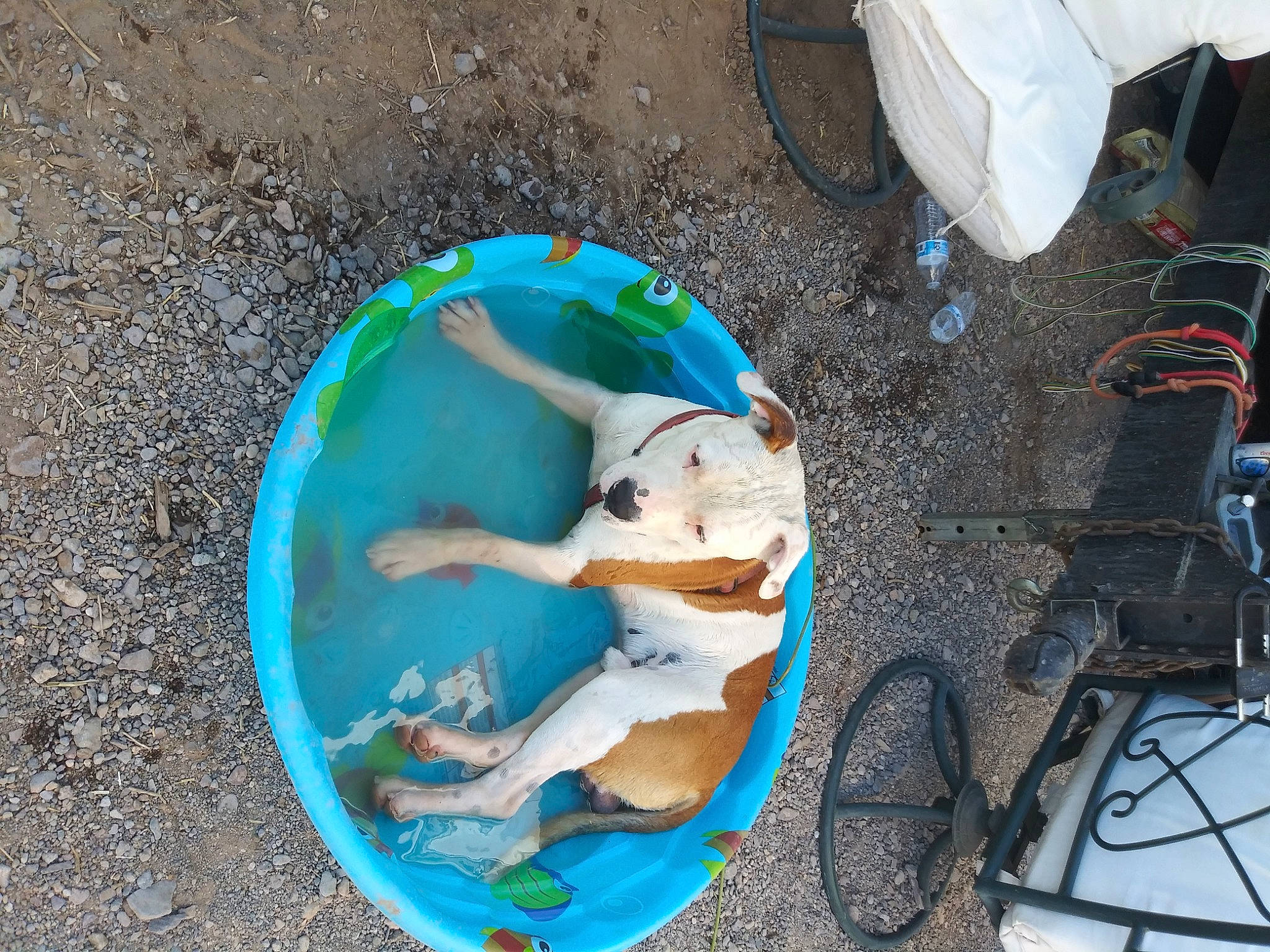 Jake joined the competition — help win amazing prizes! art, earth, world