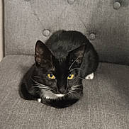 Milo joined the competition — help win amazing prizes! animal, black_cat, cat, chair_back, cute, domestic_cat, ears, feline, fur, gray_chair, indoor, looking_at_camera, pet, portrait, relaxed, sitting, texture, whiskers, white_whiskers, yellow_eyes