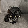 animal, black_cat, cat, chair_back, cute, domestic_cat, ears, feline, fur, gray_chair, indoor, looking_at_camera, pet, portrait, relaxed, sitting, texture, whiskers, white_whiskers, yellow_eyes