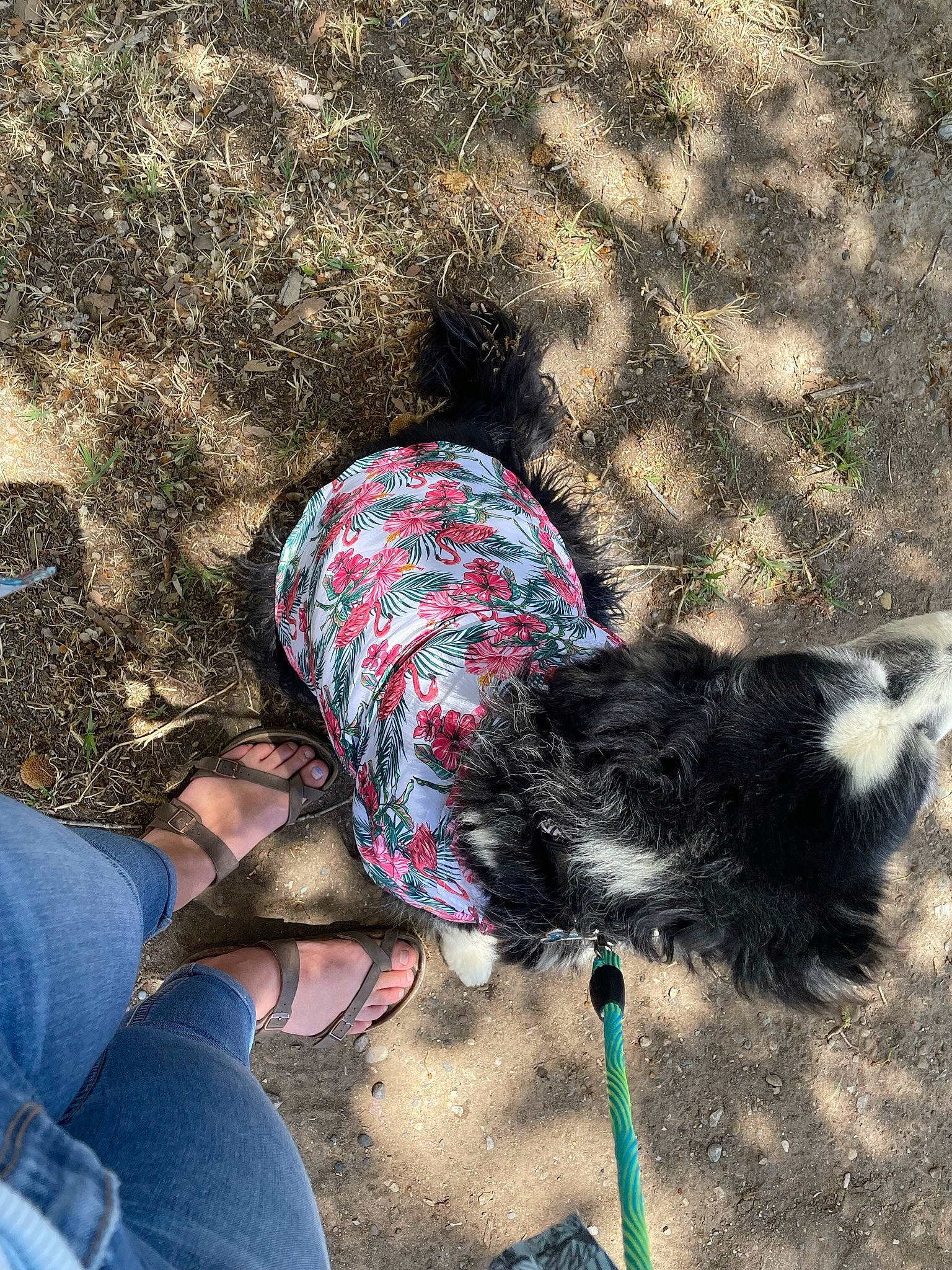 Remmie is registered to the contest to win money with this photo: automotive_tire, carnivore, companion_dog, denim, dog, dog_breed, electric_blue, fashion_accessory, foot, fur, grass, human_leg, people_in_nature, road_surface, shadow, soil, sporting_group, tail, tints_and_shades, tree