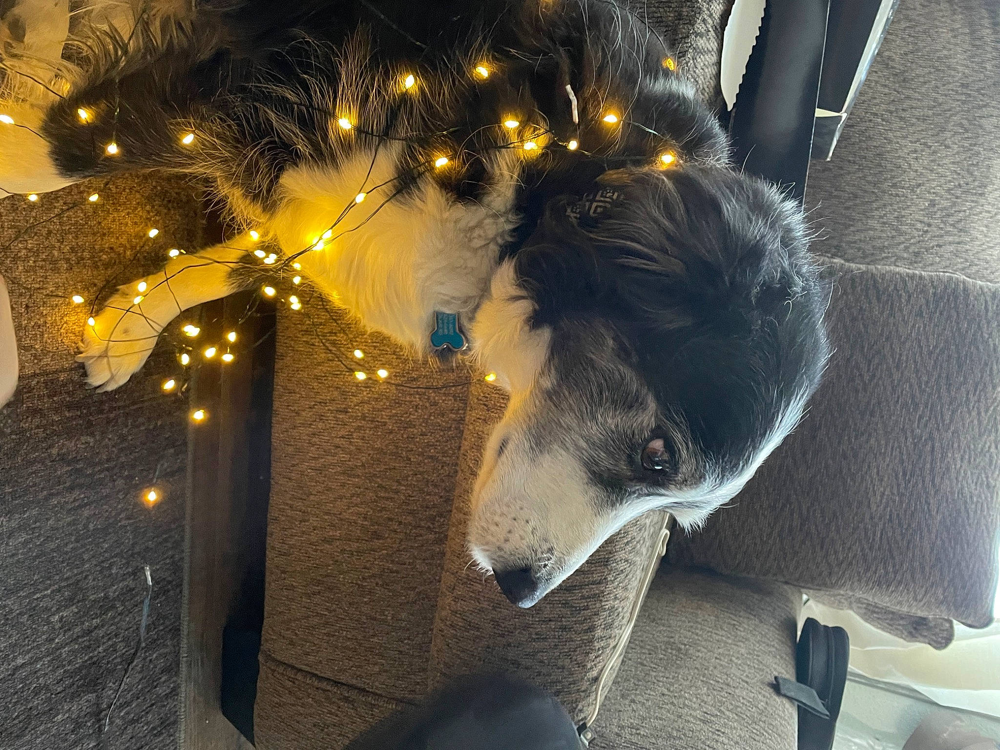 Remmie is registered to the contest to win money with this photo: canidae, carnivore, chair, christmas, christmas_decoration, christmas_ornament, christmas_tree, decoration, event, felidae, fur, holiday, holiday_ornament, interior_design, metal, ornament, room, small_to_medium_sized_cats, table, whiskers