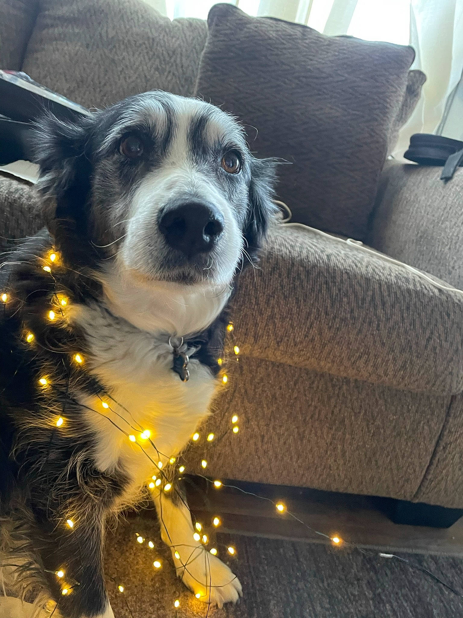 Remmie joined the competition — help win amazing prizes! canidae, carnivore, chair, cloud, collar, comfort, companion_dog, couch, dog, dog_breed, dog_collar, eyewear, fur, metal, sky, snout, sporting_group, square, whiskers