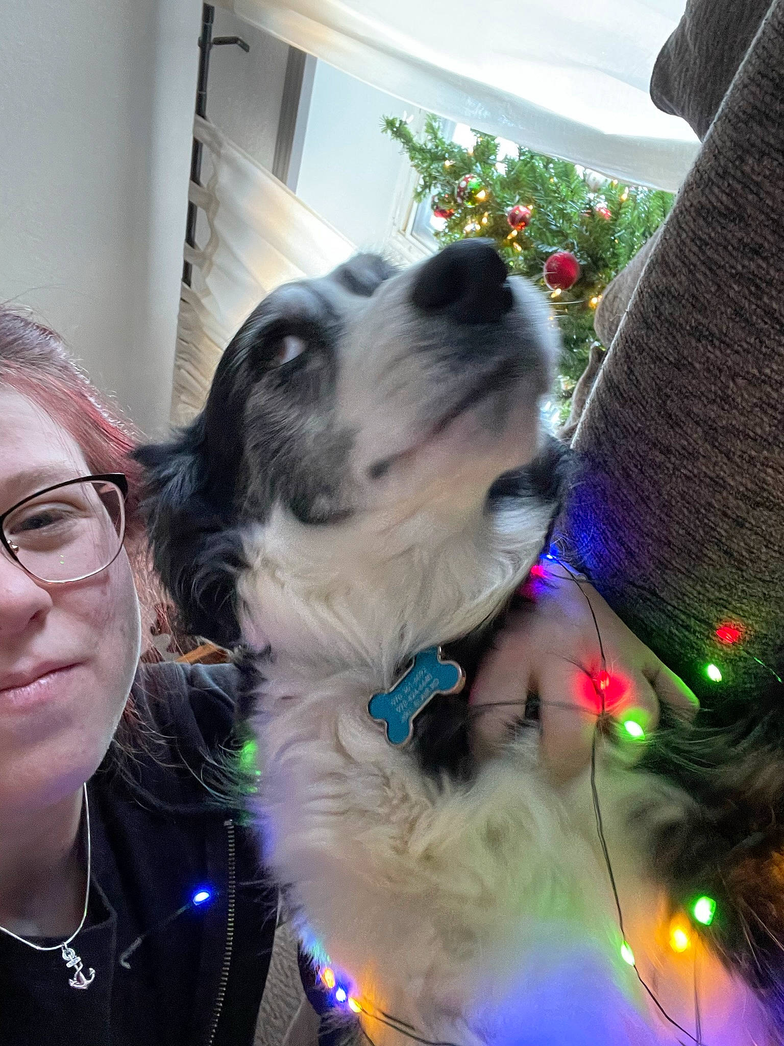 Remmie joined the competition — help win amazing prizes! canidae, carnivore, christmas_decoration, christmas_ornament, collar, companion_dog, dog, dog_breed, dog_collar, ear, event, eyewear, fawn, fun, fur, happy, smile, snout, sporting_group, vision_care