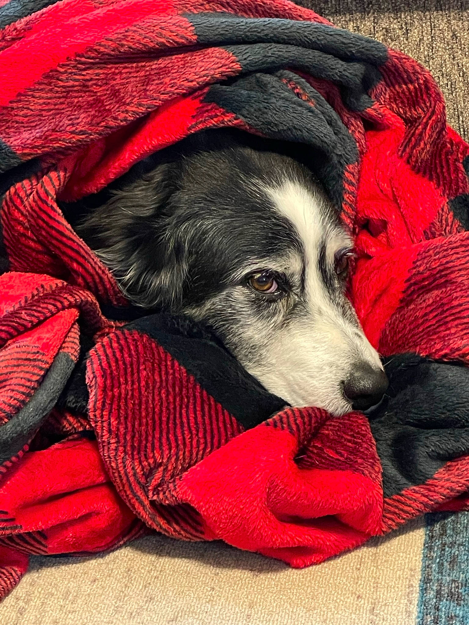 Remmie joined the competition — help win amazing prizes! canidae, carmine, carnivore, comfort, companion_dog, dog, dog_bed, dog_breed, dog_supply, fur, linens, nap, pattern, paw, red, snout, sporting_group, textile, working_animal, working_dog
