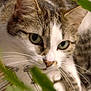 cat, tabby_cat, close_up, green_eyes, whiskers, fur, pet, animal, leaf, nature, curious, portrait, indoor, focus, soft_light, closeup, mammal, face, plant, domestic_cat