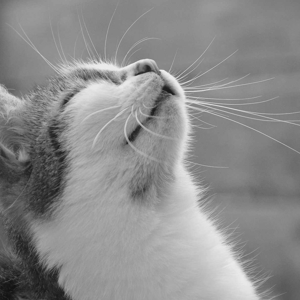 Plume a rejoint le concours — aidez-le/la à gagner de superbes lots ! animal, black_and_white, calm, cat, close_up, cute, domestic_animal, feline, fur, gray_background, looking_up, mammal, nature, outdoor, pet, portrait, side_profile, soft_light, texture, whiskers