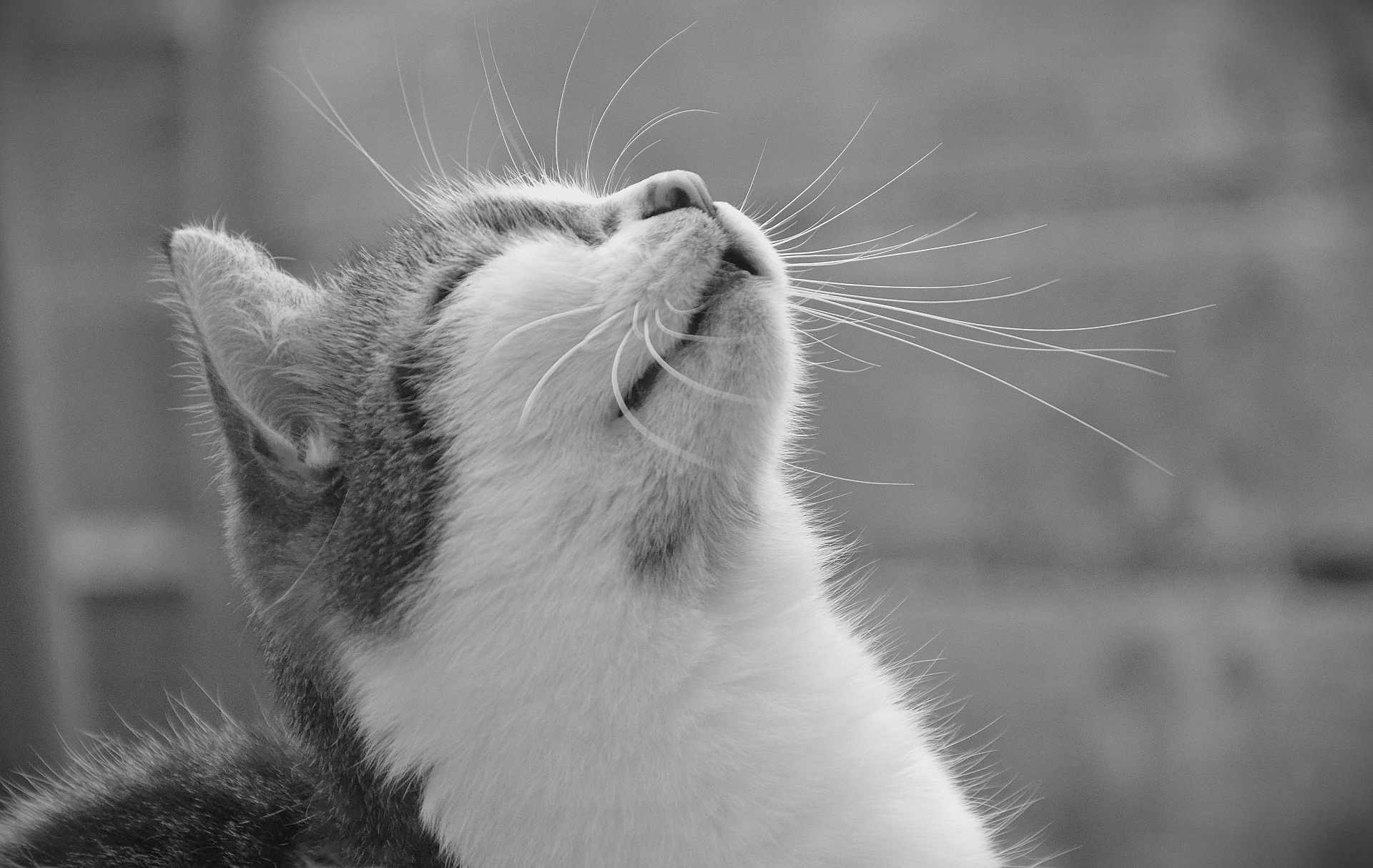 Plume a rejoint le concours — aidez-le/la à gagner de superbes lots ! cat, whiskers, close_up, black_and_white, fur, animal, pet, portrait, looking_up, side_profile, cute, feline, outdoor, soft_light, texture, calm, nature, mammal, domestic_animal, gray_background