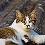Plume a rejoint le concours — aidez-le/la à gagner de superbes lots ! cat, tabby, white_fur, yellow_eyes, outdoor, sunlight, roof, relaxed, animal, pet, whiskers, fur, nature, closeup, portrait, mammal, domestic_cat, resting, curious, alert