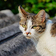 Plume a rejoint le concours — aidez-le/la à gagner de superbes lots ! cat, tabby_cat, white_fur, green_eyes, whiskers, outdoor, nature, animal, pet, feline, close_up, portrait, curious, alert, fur, mammal, daylight, background_blur, head, ears