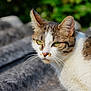 cat, tabby_cat, white_fur, green_eyes, whiskers, outdoor, nature, animal, pet, feline, close_up, portrait, curious, alert, fur, mammal, daylight, background_blur, head, ears