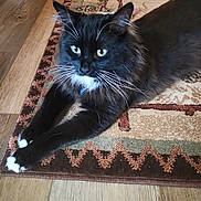 Binx joined the competition — help win amazing prizes! cat, black_cat, white_whiskers, white_paws, fluffy, pet, indoor, rug, patterned_rug, wooden_floor, relaxed, stretching, feline, animal, whiskers, green_eyes, curious, domestic_cat, fur, lying_down