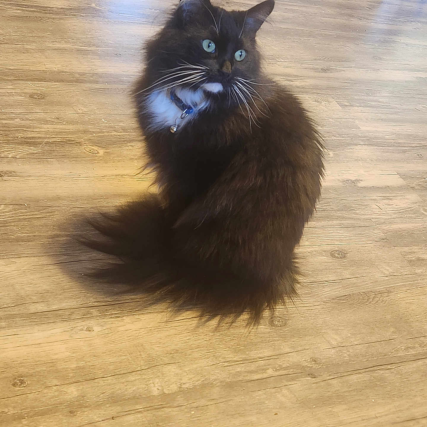 Binx is registered to the contest to win money with this photo: animal, bell, black_and_white, cat, collar, companion, curious, cute, domestic_animal, feline, fluffy, fur, green_eyes, indoor, looking_away, pet, portrait, sitting, whiskers, wooden_floor