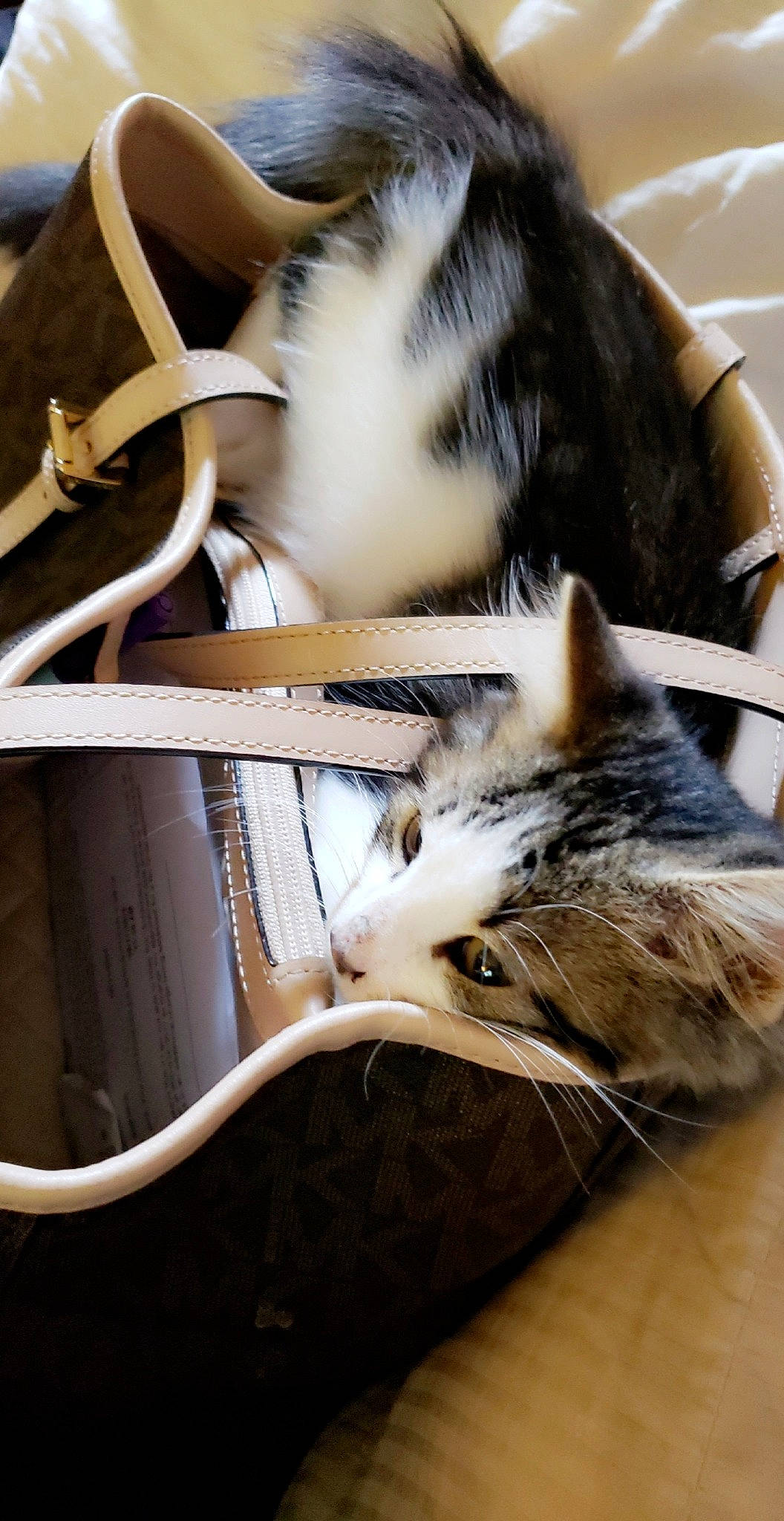 Lenny joined the competition — help win amazing prizes! carnivore, cat, european_shorthair, felidae, fur, kitten, small_to_medium_sized_cats, whiskers