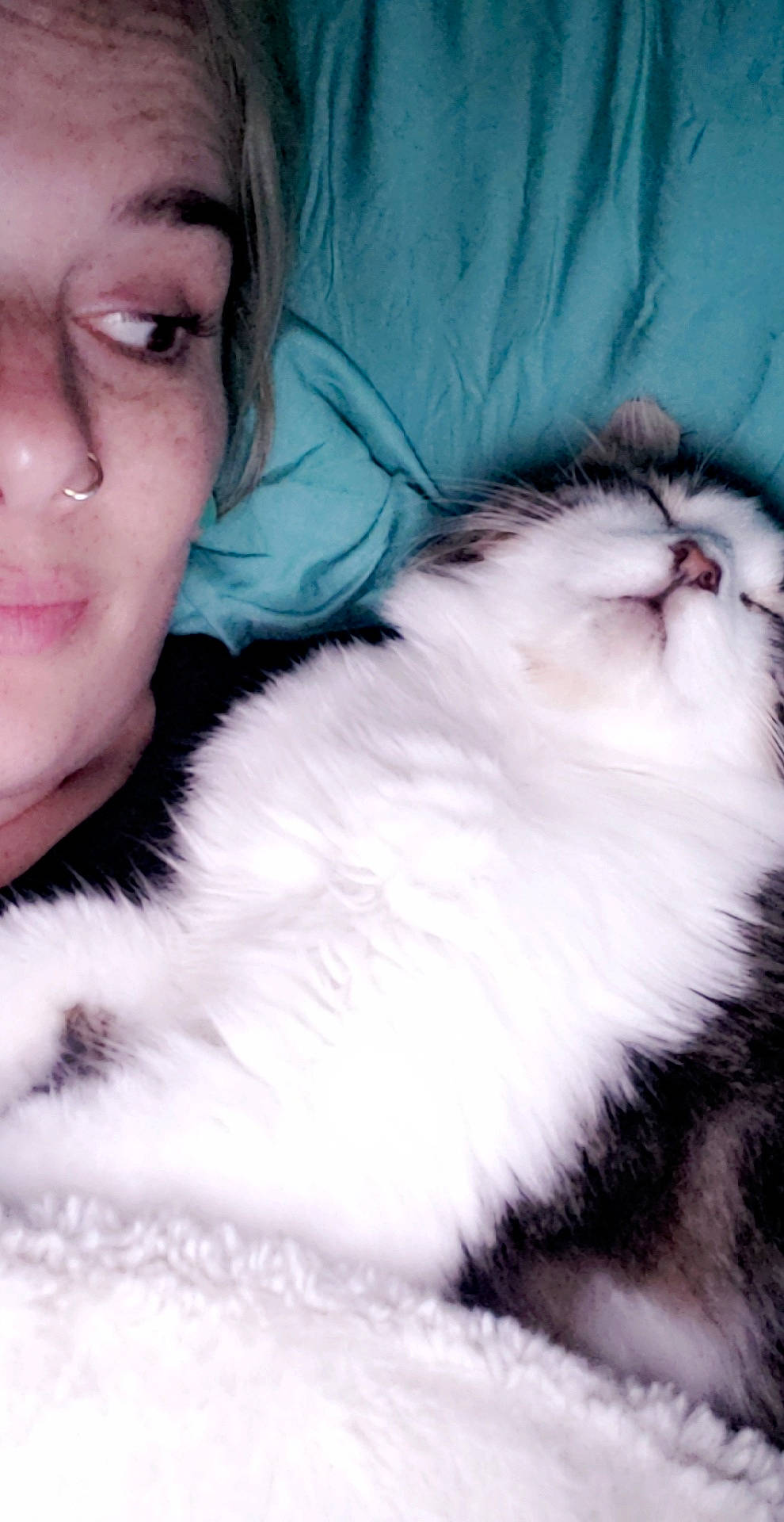 Lenny joined the competition — help win amazing prizes! american_curl, british_longhair, british_semi_longhair, carnivore, cat, domestic_long_haired_cat, ear, eye, felidae, fur, kitten, mouth, nose, skin, small_to_medium_sized_cats, snout, whiskers