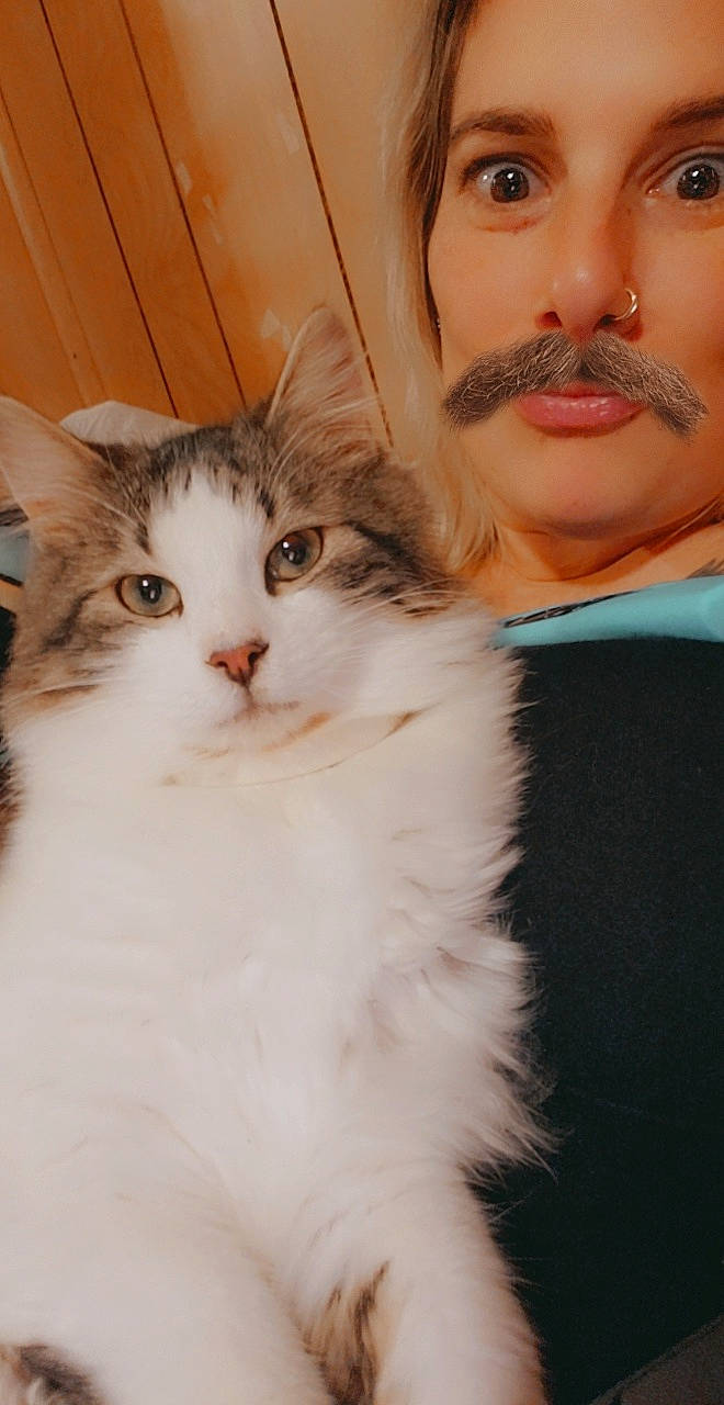 Lenny joined the competition — help win amazing prizes! aegean_cat, american_curl, british_semi_longhair, carnivore, cat, cheek, domestic_long_haired_cat, eye, felidae, fur, kitten, mammal, norwegian_forest_cat, nose, ragamuffin, ragdoll, siberian, small_to_medium_sized_cats, turkish_van, whiskers