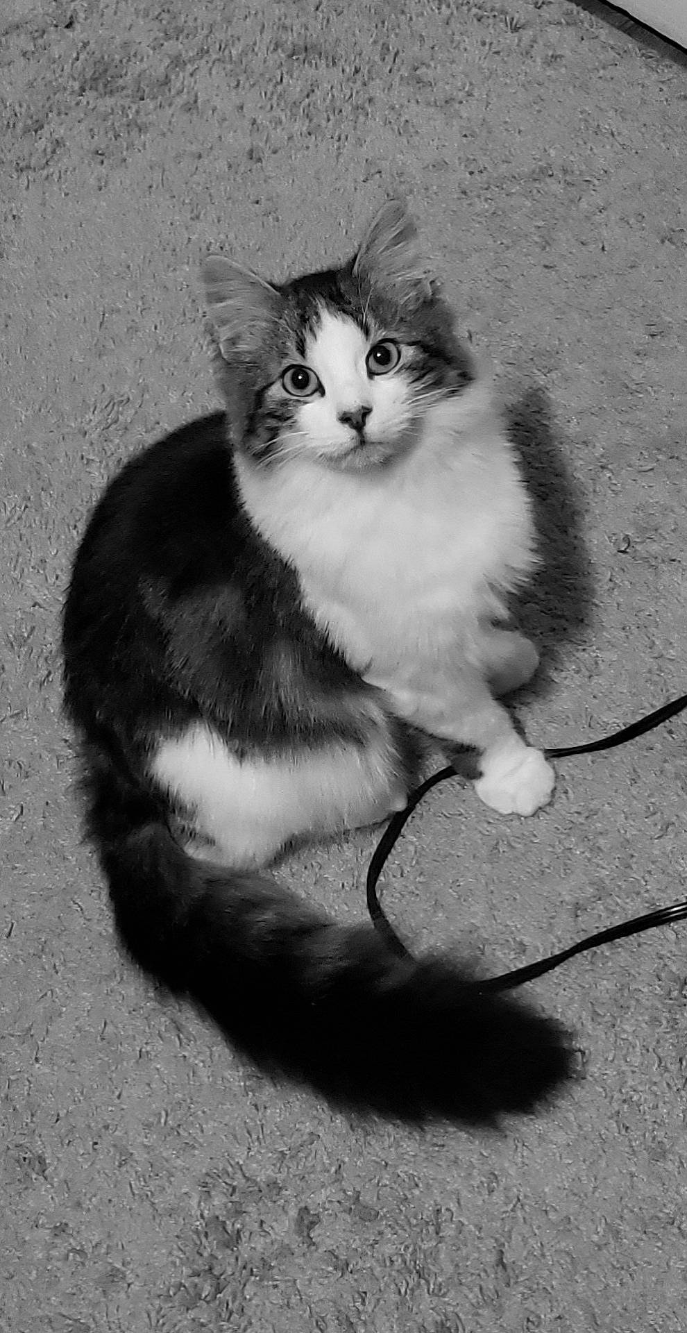 Lenny is registered to the contest to win money with this photo: aegean_cat, black_and_white, carnivore, cat, domestic_long_haired_cat, domestic_short_haired_cat, european_shorthair, felidae, fur, kitten, monochrome, monochrome_photography, norwegian_forest_cat, paw, polydactyl_cat, ragamuffin, siberian, small_to_medium_sized_cats, tail, whiskers
