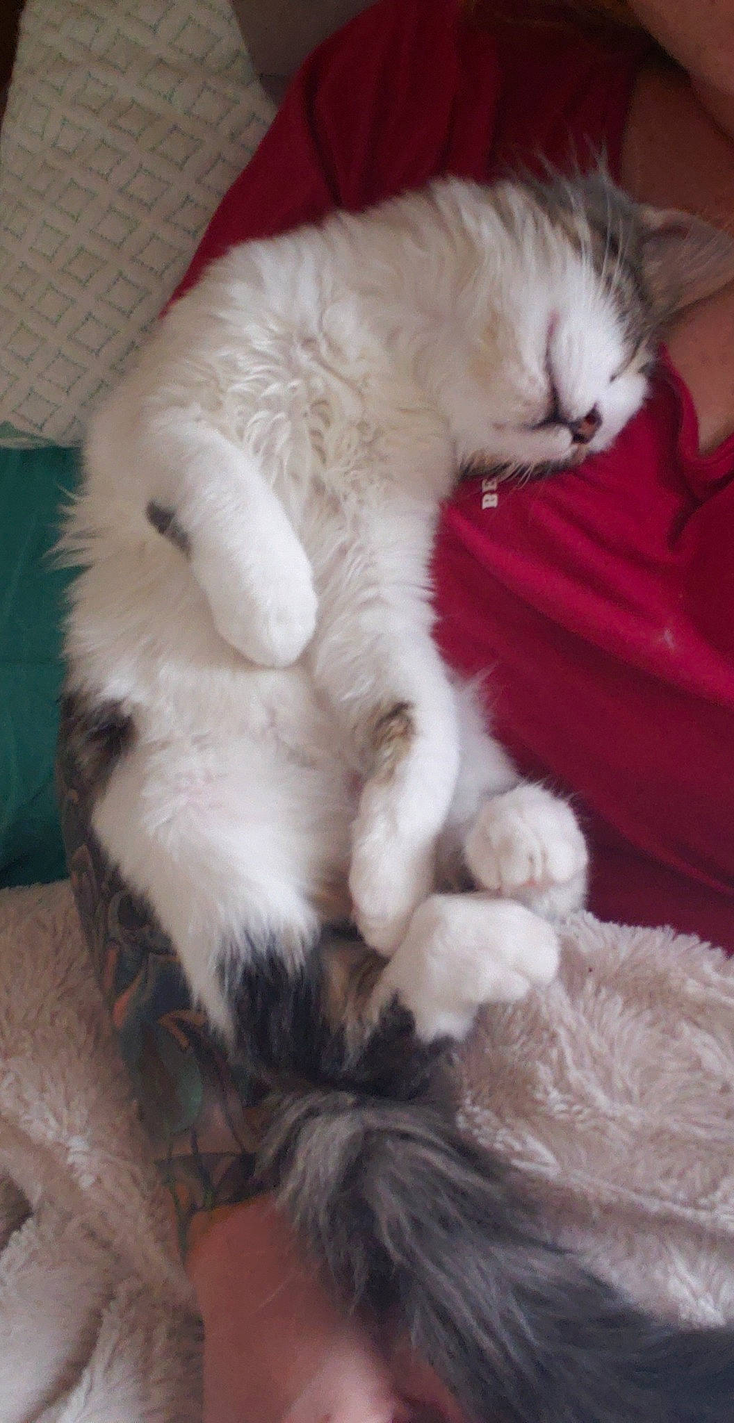 Lenny is registered to the contest to win money with this photo: balinese, birman, carnivore, cat, claw, felidae, fur, kitten, mammal, paw, persian, ragdoll, small_to_medium_sized_cats, tail, turkish_angora, whiskers