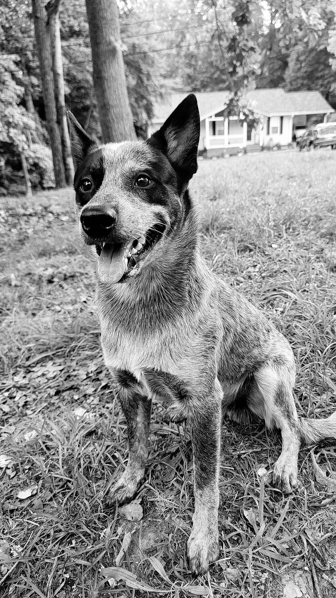 Ryder joined the competition — help win amazing prizes! building, canidae, carnivore, companion_dog, dog, dog_breed, grass, hunting_dog, monochrome, monochrome_photography, plant, snout, sporting_group, style, terrestrial_animal, tree, whiskers, white, working_animal, working_dog