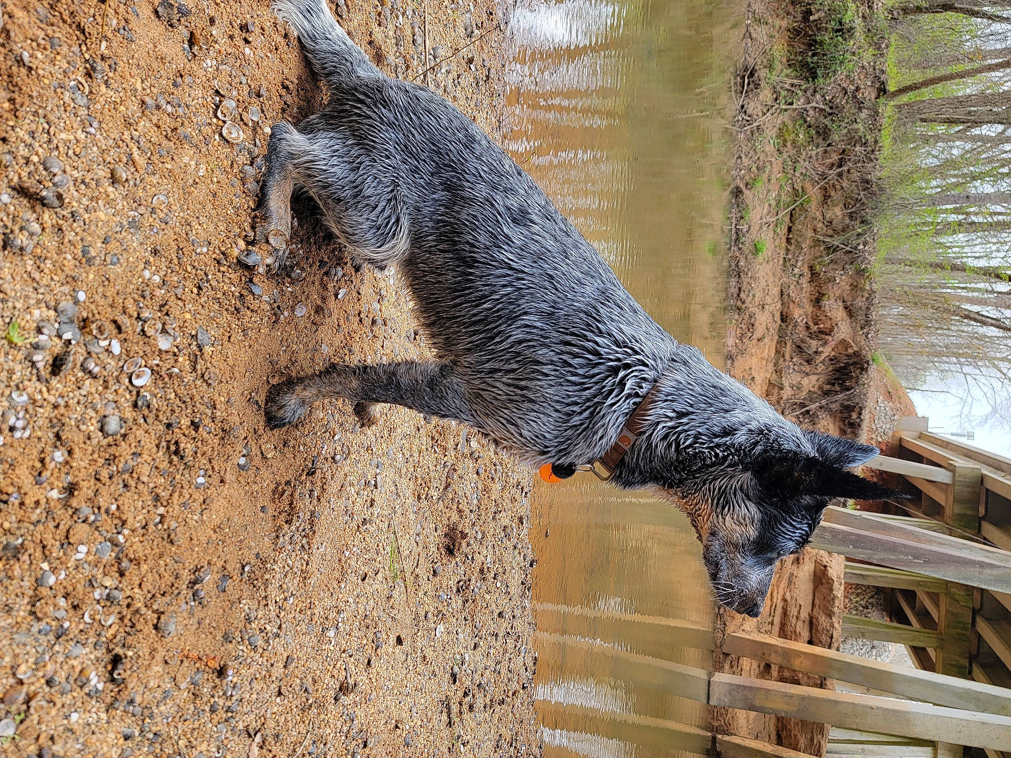 Ryder is registered to the contest to win money with this photo: canidae, carnivore, claw, domestic_short_haired_cat, felidae, fur, plant, small_to_medium_sized_cats, snout, soil, sporting_group, tail, terrestrial_animal, tree, trunk, twig, water, whiskers, wildlife, wood