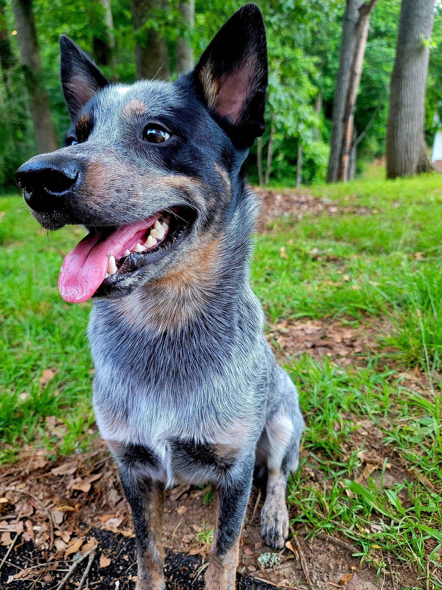 Ryder joined the competition — help win amazing prizes! australian_cattle_dog, canidae, carnivore, collar, companion_dog, dog, dog_breed, dog_collar, dog_supply, grass, herding_dog, plant, snout, soil, sporting_group, terrestrial_animal, tree, whiskers, working_animal, working_dog