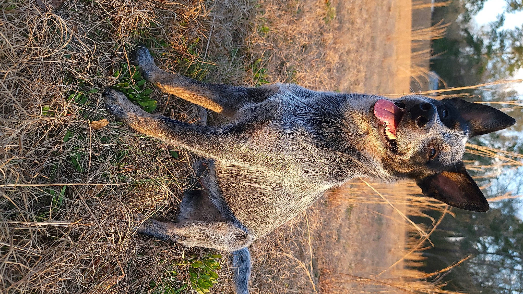 Ryder joined the competition — help win amazing prizes! dog_breed, fur, grass, natural_material, plant, ratite, soil, terrestrial_animal, trunk, wildlife, wood, working_animal