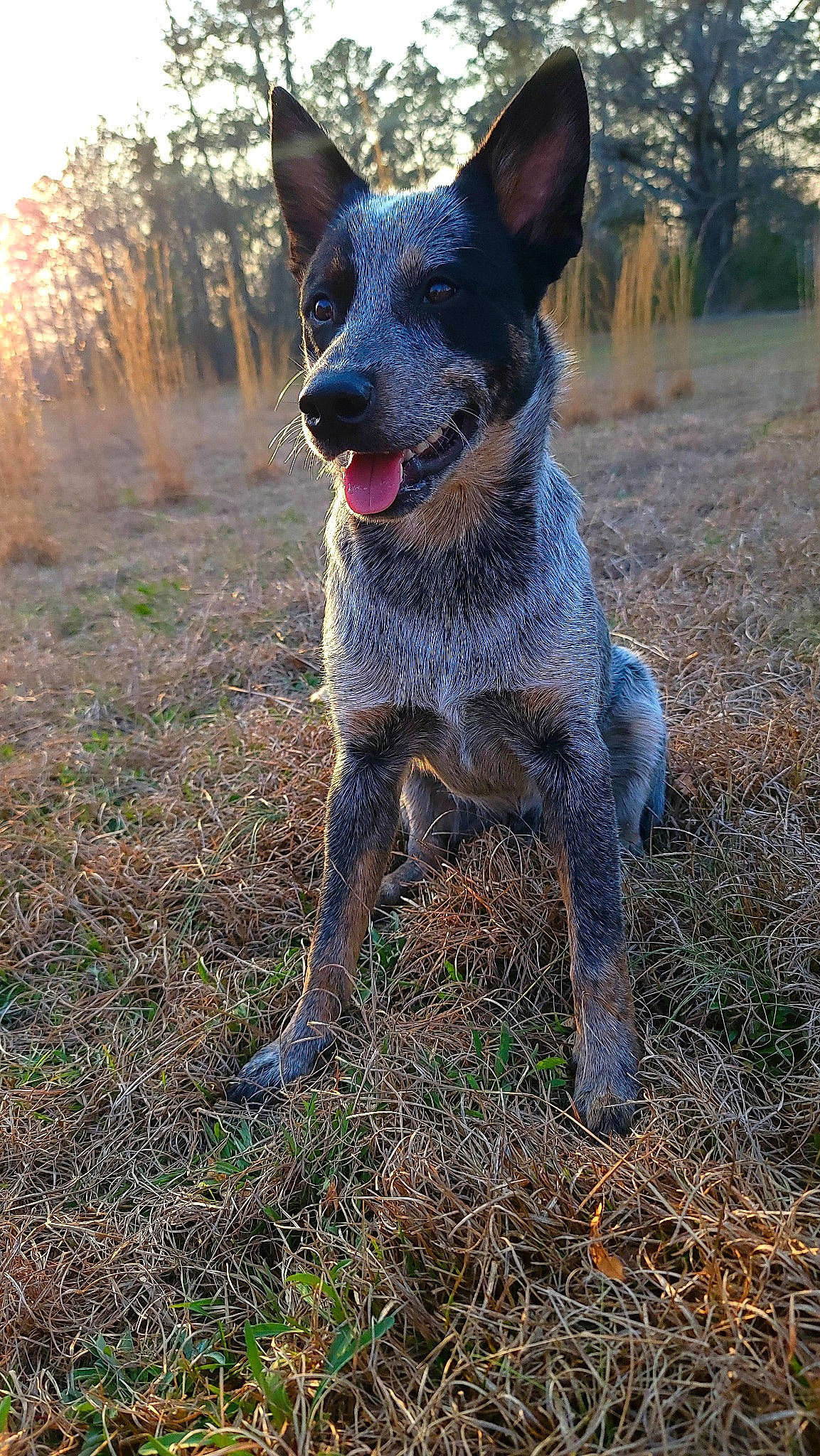 Ryder is registered to the contest to win money with this photo: canidae, carnivore, companion_dog, dog, dog_breed, fawn, grass, hunting_dog, plant, snout, soil, sporting_group, terrestrial_animal, tree, working_animal, working_dog