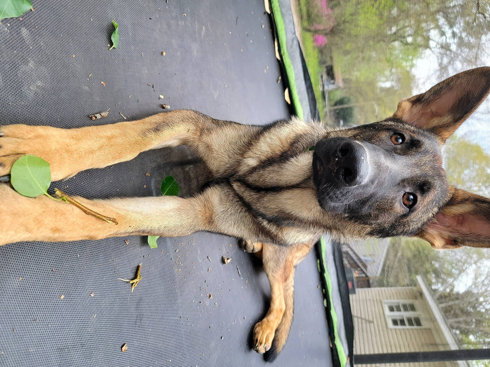 Marshall is registered to the contest to win money with this photo: canidae, canis, carnivore, companion_dog, dog, dog_breed, fawn, foot, fur, german_shepherd_dog, human_leg, paw, road_surface, snout, sporting_group, street_dog, tail, window, working_animal, working_dog