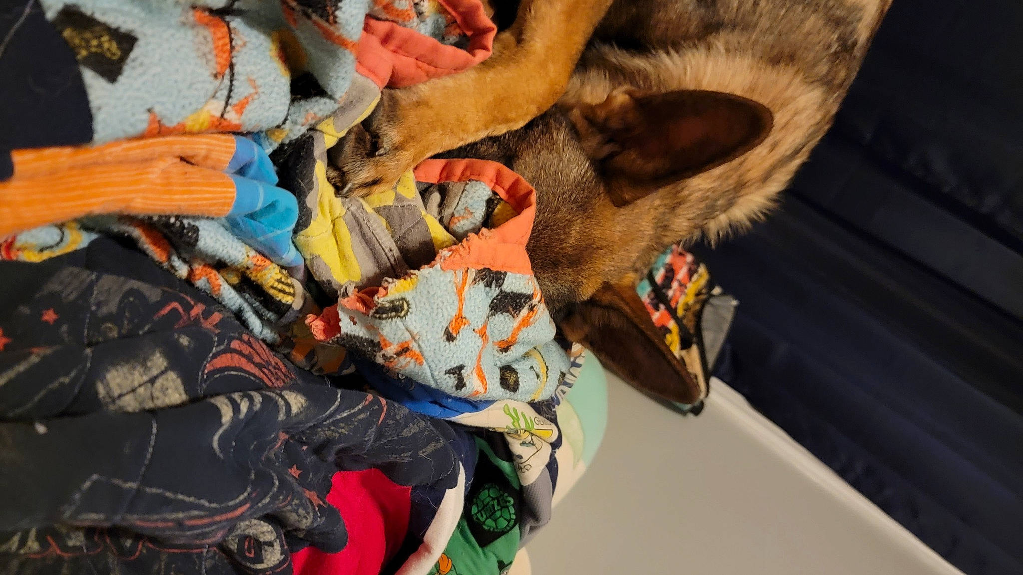 Marshall is registered to the contest to win money with this photo: adventure, canidae, carmine, carnivore, dog, dog_breed, fashion_accessory, fawn, fun, fur, headgear, leash, pattern, personal_protective_equipment, recreation, sporting_group, tree, wood