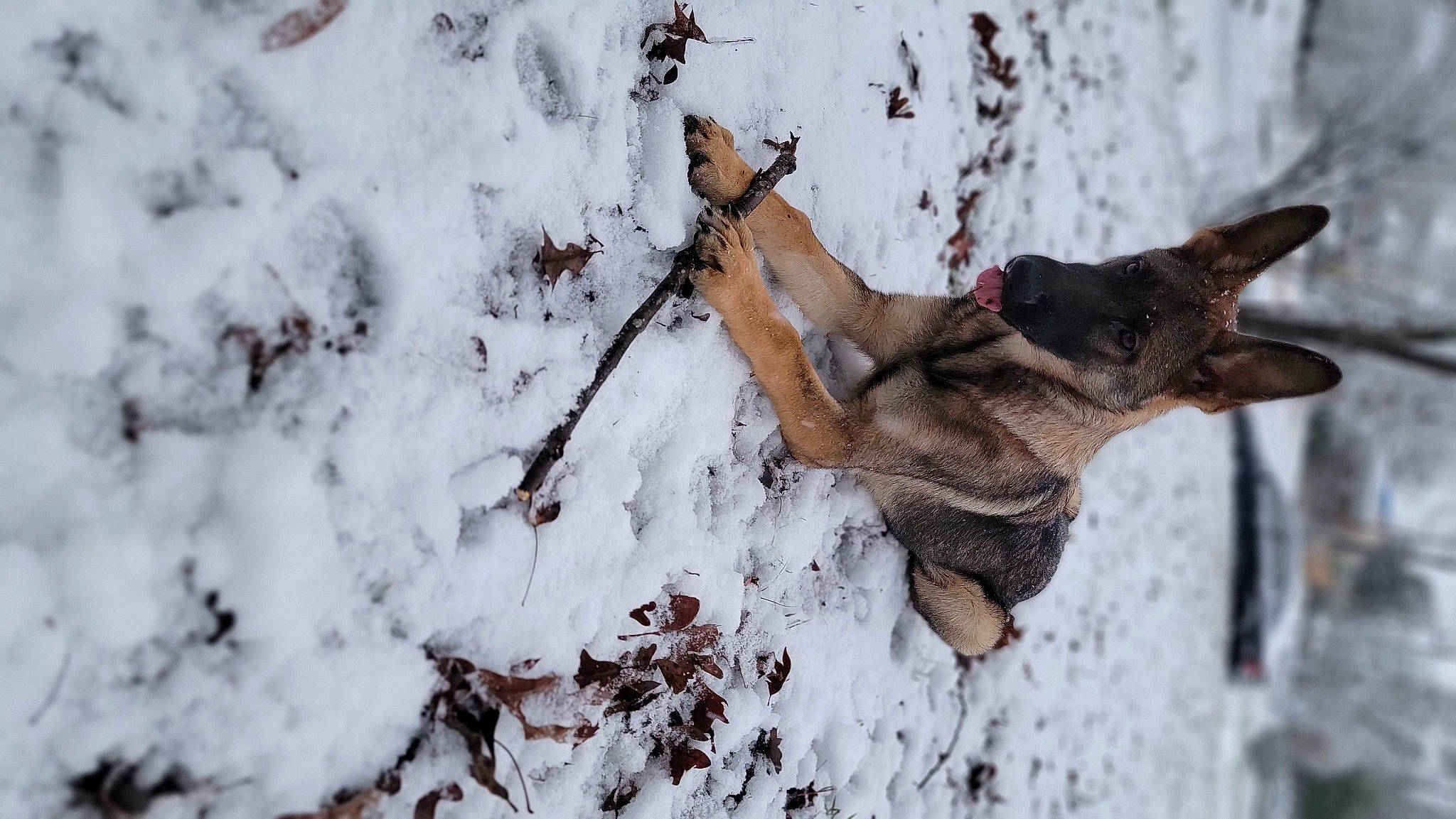 Marshall is registered to the contest to win money with this photo: branch, canidae, carnivore, dog, dog_breed, fawn, felidae, freezing, frost, fur, plant, snow, tail, tree, trunk, twig, whiskers, wildlife, winter, wood