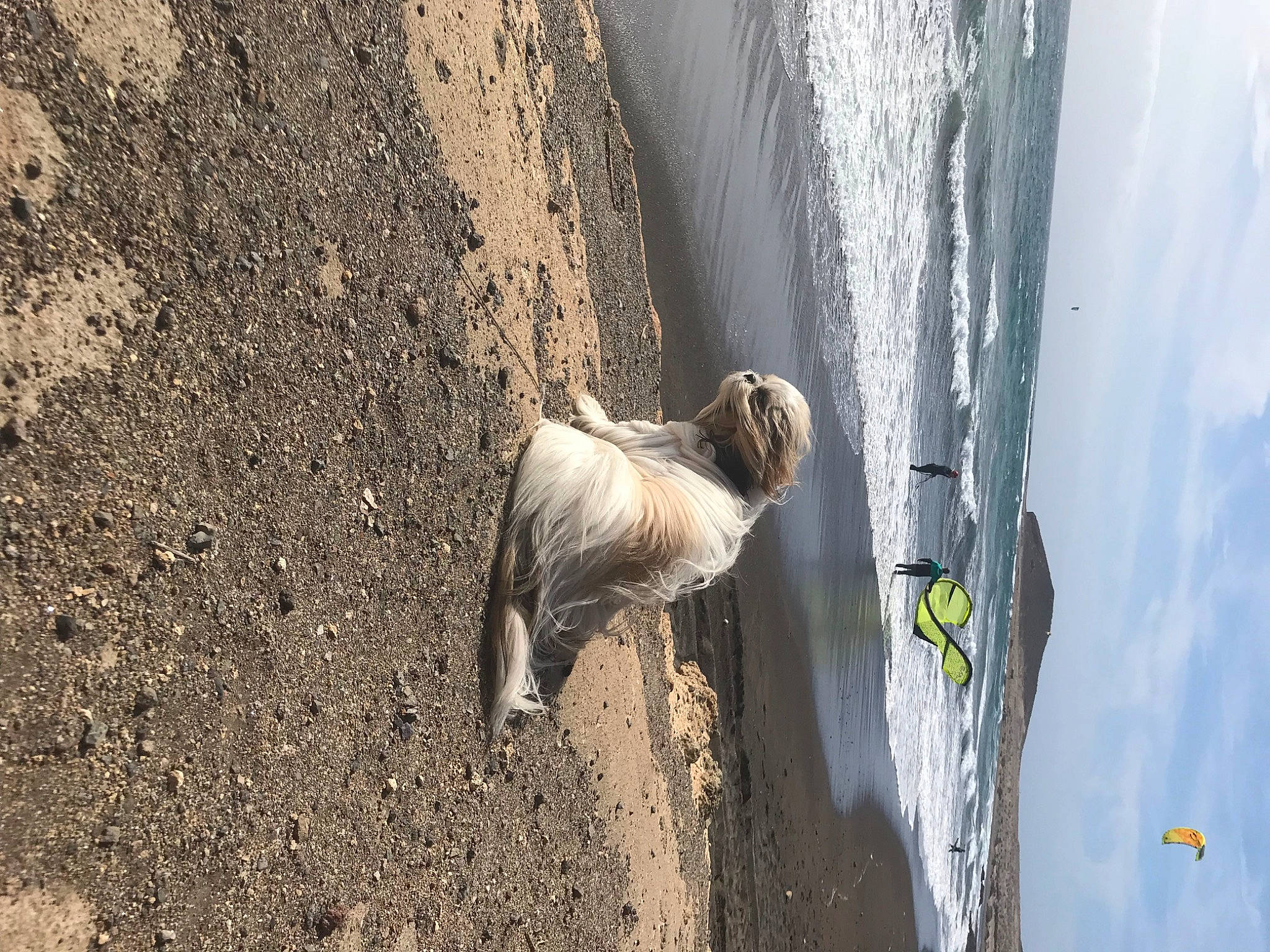 Cannelle participe au concours pour gagner de l'argent avec cette photo : beach, body_of_water, carnivore, cloud, dog, dog_breed, ocean, rock, sand, seabird, shadow, sky, soil, sporting_group, tail, terrestrial_animal, water, wave, wind_wave, wood